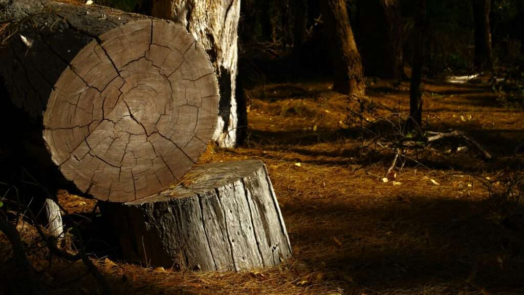 servicio forestales en extremadura arboles